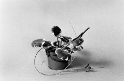 photographie sur toile émulsionnée