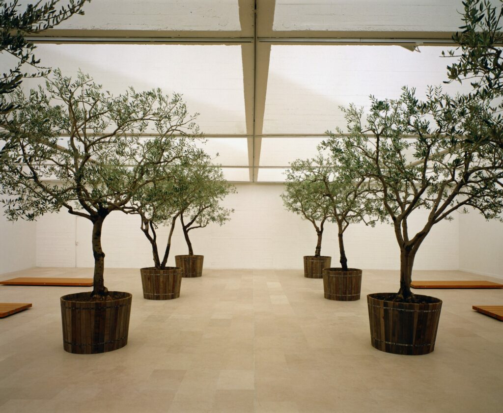 installation : 8 oliviers en bacs, 6 gisants en bois et plomb