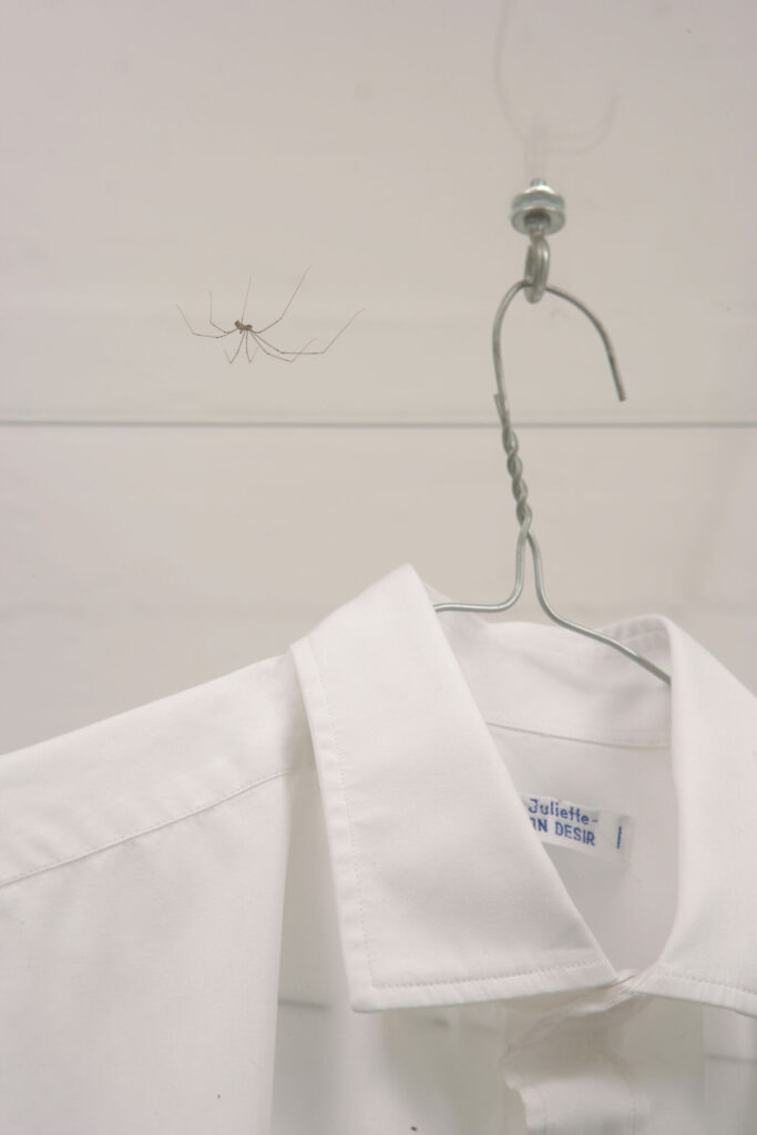 bois, chemise, verre, araignée